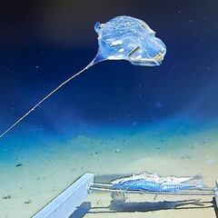 Un submarino bate el récord del mundo de profundidad y encuentra una bolsa de plástico