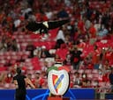 La historia de Vitoria, el águila del Benfica que los animalistas quisieron sustituir por un hombre disfrazado