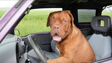 Semana Santa 2017: Consejos si viajas en coche con perro. Foto: Pixabay