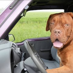 ¿Me puede prohibir un alojamiento llevar a mi mascota de vacaciones en verano? Esto dice la Ley de Arrendamientos Urbanos