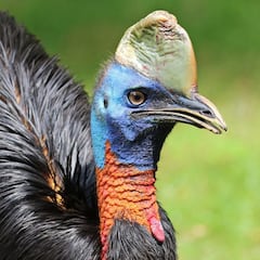 El vídeo de acción del día: la ave más peligrosa del mundo amenaza a dos excursionistas