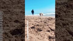 Alexis mostró sus jugueteos en la playa junto a sus perros