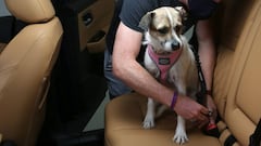 Por qué los perros deben ir asegurados al viajar en un automóvil