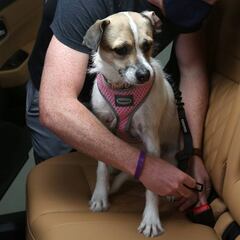 Por qué los perros deben ir asegurados al viajar en un automóvil