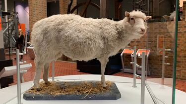 Científicos chinos logran clonar un mono con la técnica de la Oveja Dolly