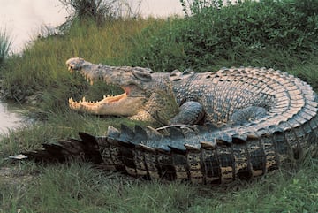 Puede llegar a pesar 1.2 toneladas y medir hasta 7 metros, es uno de los reptiles más grandes y peligrosos del mundo. Habita en las regiones costeras del sudeste asiático y Australia.