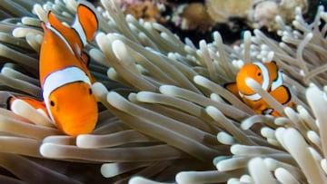 Scientists find Nemo has a trick up his sleeve to beat the heat
