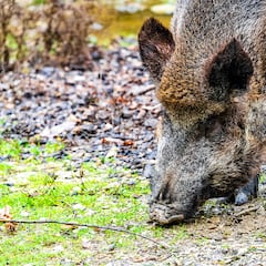 Peste porcina africana: qué es, síntomas y cómo se transmite