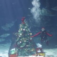 Mireia Belmonte, entre tiburones: "No tengo miedo a nadie"