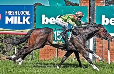 He’s Godspeed y su Jockey L. J. Meech se imponen apenas por una cabeza en una ajustadísima llegada a The Kill Club y Tom Madden, en segundo término, en el hándicap Bet365 Same Race Multi BM62, celebrado en el hipódromo de Terang, Australia. Lo curioso de la imagen es que, a primera vista, parece que se trata de un solo caballo con ocho patas.