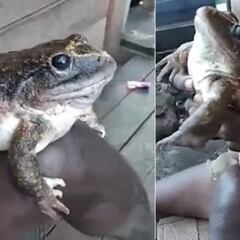 Descubren una rana del tamaño de un bebé