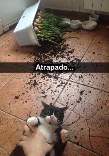 No te pierdas estos divertidos memes para conmemorar el 'Día Internacional del Gato' .