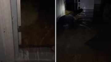 Man discovers massive crocodile in his home after Hurricane Milton’s flooding
