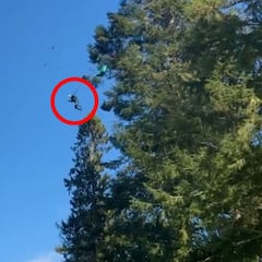 Saltan en paracaídas desde lo alto de un árbol