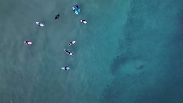 Surfistas, tiburón y peces en Bondi Beach, Australia, vistos desde el aire.