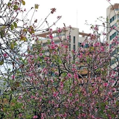 ¿Previene el coronavirus a los alérgicos durante la época primaveral?