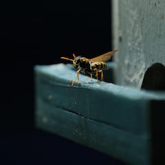 El ‘truco’ para atrapar avispas con cerveza