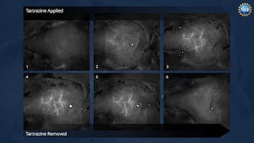 Una pomada hace invisibles a los ratones