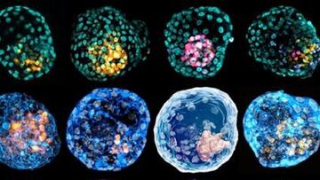 Crean un seudoembrión humano en laboratorio a partir de células madre de la piel