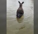 Su perro fue secuestrado por un canguro y él reaccionó así para salvarlo: ¡increíble!