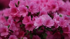 Scientists achieve the impossible: this is the plant that survives on the surface of Mars and revolutionizes everything