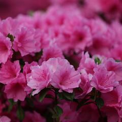 Scientists achieve the impossible: this is the plant that survives on the surface of Mars and revolutionizes everything