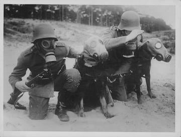 Soldados alemanes y perros exploradores entrenándose durante un ejercicio de extracción de gas. 