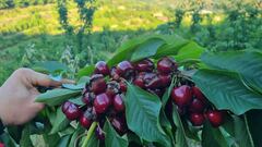 Las personas que no deberían comer cerezas