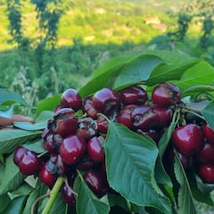 Esta es la fruta que ayuda a conciliar el sueño y es efectiva para no despertar en la noche