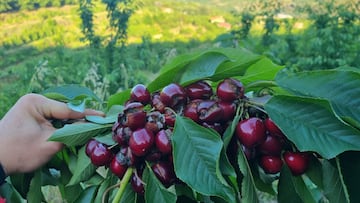 El desastre de la campaña de cerezas del Valle del Jerte causa pérdidas de 80 millones de euros