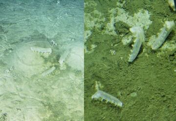 Dos imágenes de las holutorias (pepinos de mar) tomadas por el sumergible. Estos pepinos ya han sido encontrados en otras fosas.