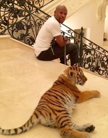 Mayweather le encantan las mascotas exóticas y no es extraño verlo rodeado de tigres. 