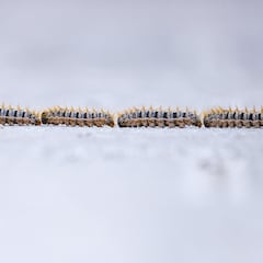 Reino Unido lanza alerta urgente a sus ciudadanos por la plaga mortal para niños y perros activa en España