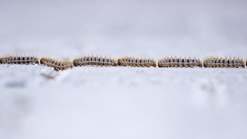 ANTALYA, TURKIYE - APRIL 21: Pine processionary larvae marching in characteristic fashion in Turkiye's Antalya province on April 21, 2022. Pine processionary larvae get down from trees between the months of February and May in their journey to becoming butterflies. (Photo by Mustafa Ciftci/Anadolu Agency via Getty Images)
