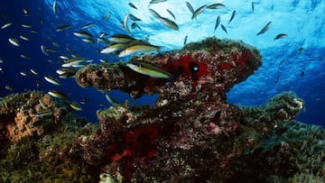 Hallazgo inesperado en el fondo del mar: “Es asombroso…”