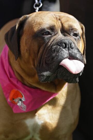 "?Y eso se vende? Me interesa para mis Browns..."