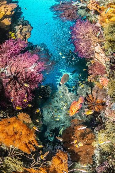 Desde ballenas jorobadas hasta barcos hundidos: Las imágenes ganadoras del Underwater Photographer of the Year 2025