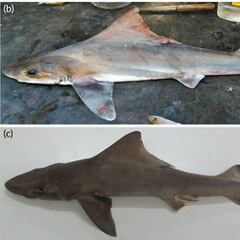 Pescadores avistan un esquivo animal tras 50 años de espera: es la segunda vez en la historia que aparece