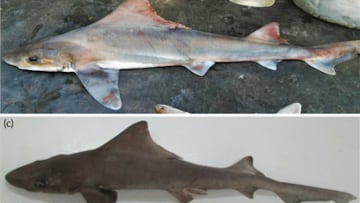 Journal of Fish Biology