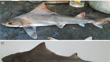 A unique Pacific shark has reappeared in Papua New Guinea after decades of mystery.