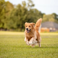 El cachorro de Golden Retriever que conquistó internet enfrentándose a un brócoli en un vídeo viral en redes