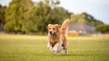 Mason, a blind Golden Retriever, uses his heightened senses to find his owner in a viral video that’s melting hearts across social media.