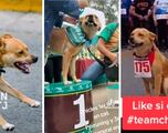 Perrito corredor se hace viral en TikTok por ganar su primera carrera