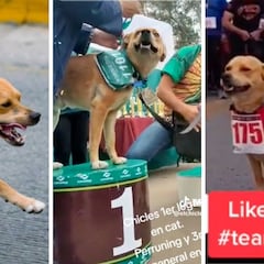 Perrito corredor se hace viral en TikTok por ganar su primera carrera