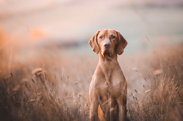 A otro perro con ese hueso
