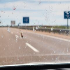 ¿Por qué cada vez se estrellan menos insectos en las parrillas, defensas y parabrisas de los automóviles?