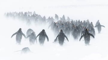 Los pingüinos marchan sobre una grannevada y fuertes vientos que azotan St Andrew's Bay, en Georgia del Sur, Antártida. El fotógrafo estuvo 50 horas durante 5 días en esta localización, a la que se accedía con una zodiac que iba en un pequeño barco. En el último día de la expedición consiguió esta foto.