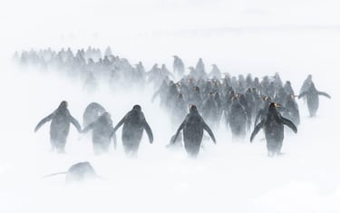 Los pingüinos marchan sobre una grannevada y fuertes vientos que azotan St Andrew's Bay, en Georgia del Sur, Antártida. El fotógrafo estuvo 50 horas durante 5 días en esta localización, a la que se accedía con una zodiac que iba en un pequeño barco. En el último día de la expedición consiguió esta foto. 