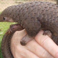 ¿Qué es un pangolín? Google pone el foco en esta especie