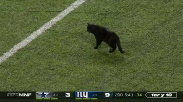 Un gato invadió el campo en el duelo entre Giants y Cowboys